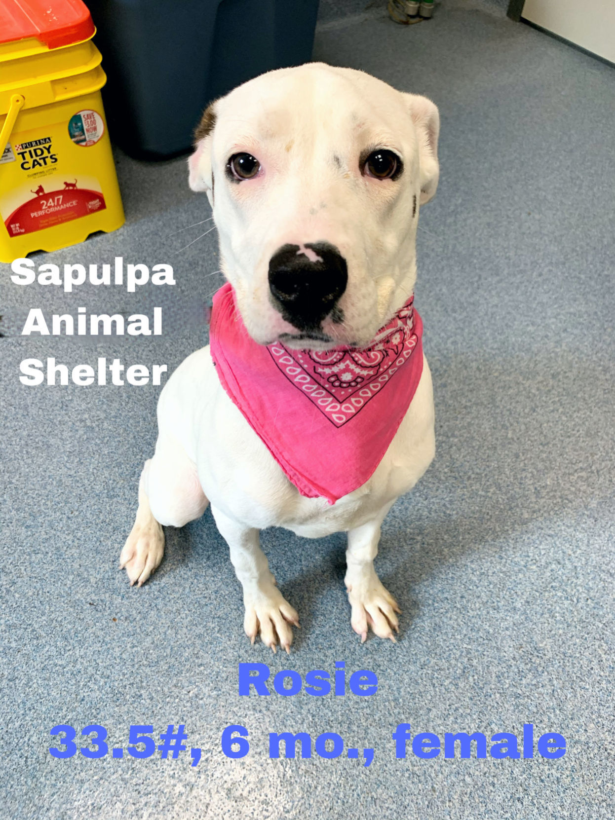 Rosie